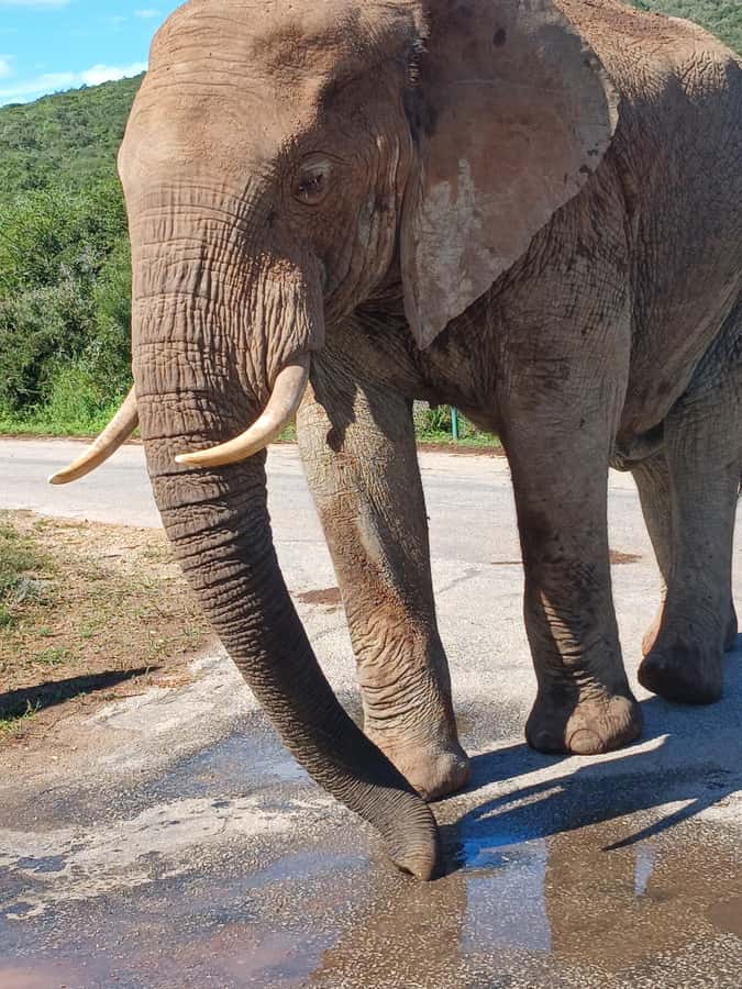 Port Elizabeth: Addo Elephant Park Shore Excursion & Safari - The guide can make or break the day