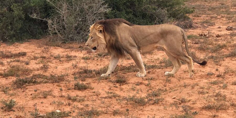 Port Elizabeth: Addo Elephant Park Shore Excursion & Safari - Who should book this Addo excursion?
