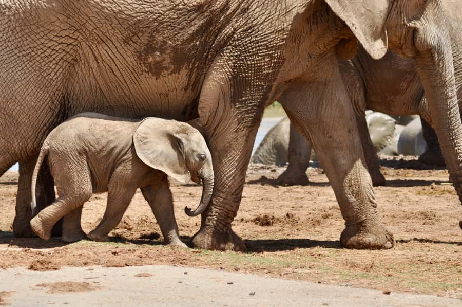 Port Elizabeth: Addo Elephant Park Shore Excursion with BBQ - Key points to know before booking