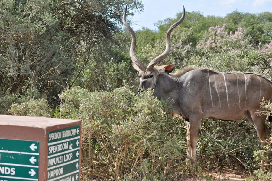 Port Elizabeth: Addo Elephant Park Shore Excursion with BBQ - Practical details that matter