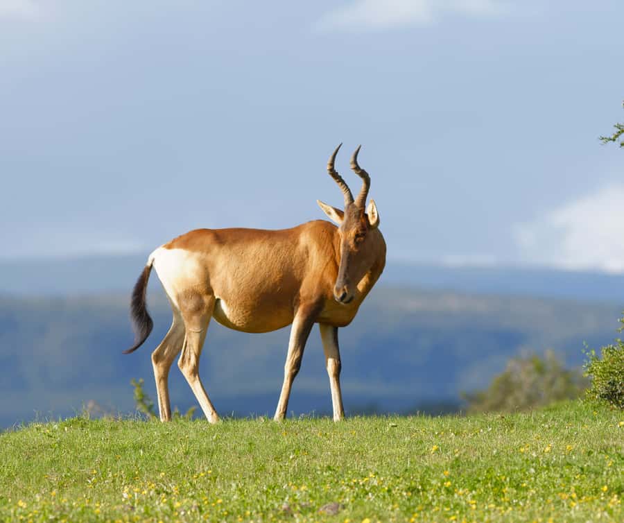 Port Elizabeth: Addo Elephant Park Shore Excursion with BBQ - Who will enjoy this safari most?