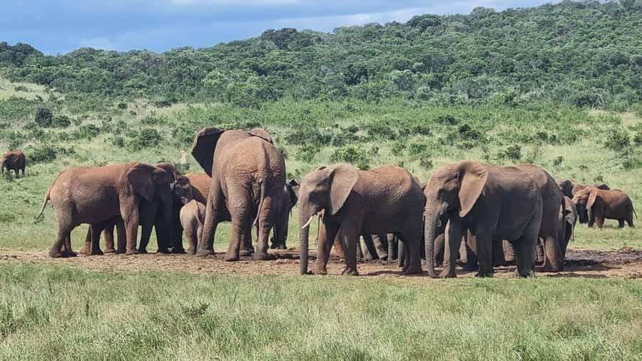 Port Elizabeth: Addo Park Safari with Giraffe Walk and Lunch - Key points to know before booking