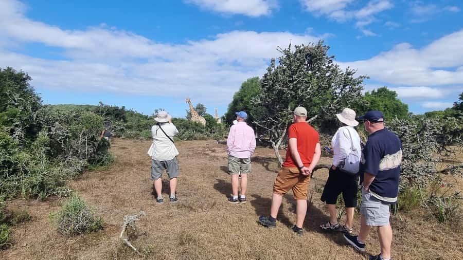 Port Elizabeth: Addo Park Safari with Giraffe Walk and Lunch - Why Addo and giraffes make a good pairing
