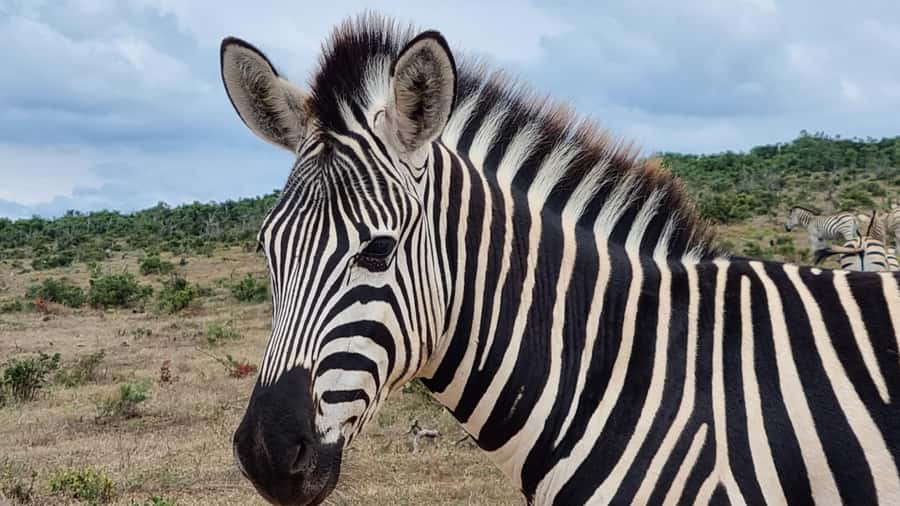 Port Elizabeth: Addo Park Safari with Giraffe Walk and Lunch - Searching Addo for elephants and the Big 5
