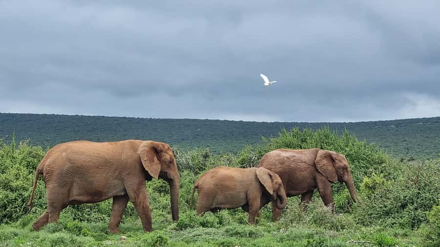 Port Elizabeth: Addo Park Safari with Giraffe Walk and Lunch - Lunch: braai or restaurant meal