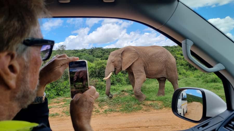 Port Elizabeth: Addo Park Safari with Giraffe Walk and Lunch - The guides can shape the whole day
