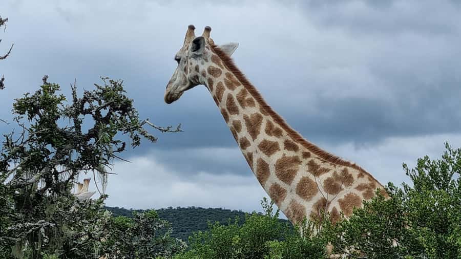 Port Elizabeth: Addo Park Safari with Giraffe Walk and Lunch - Is $211 a fair price?