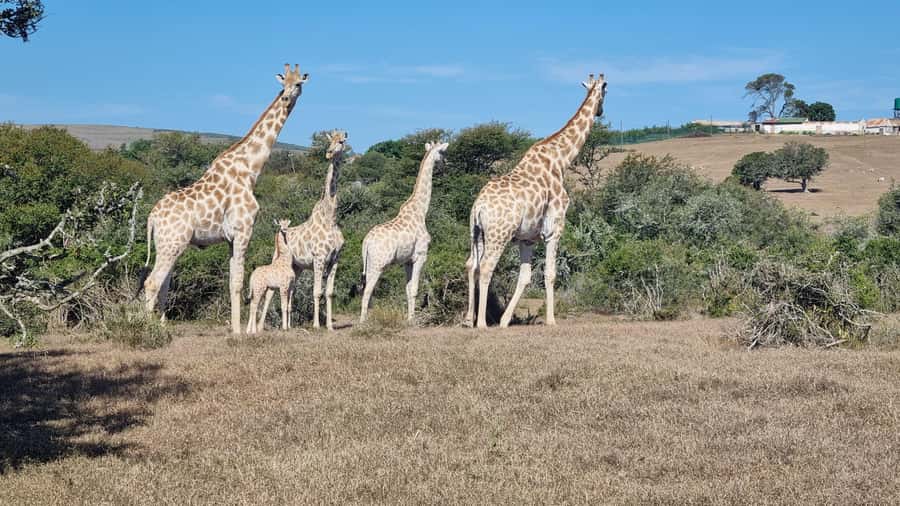Port Elizabeth: Addo Park Safari with Giraffe Walk and Lunch - The morning pickup in Gqeberha