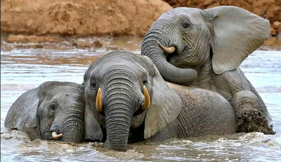 Port Elizabeth : Full-Day Addo Elephant Park Wildlife Tour - Key points to know before booking