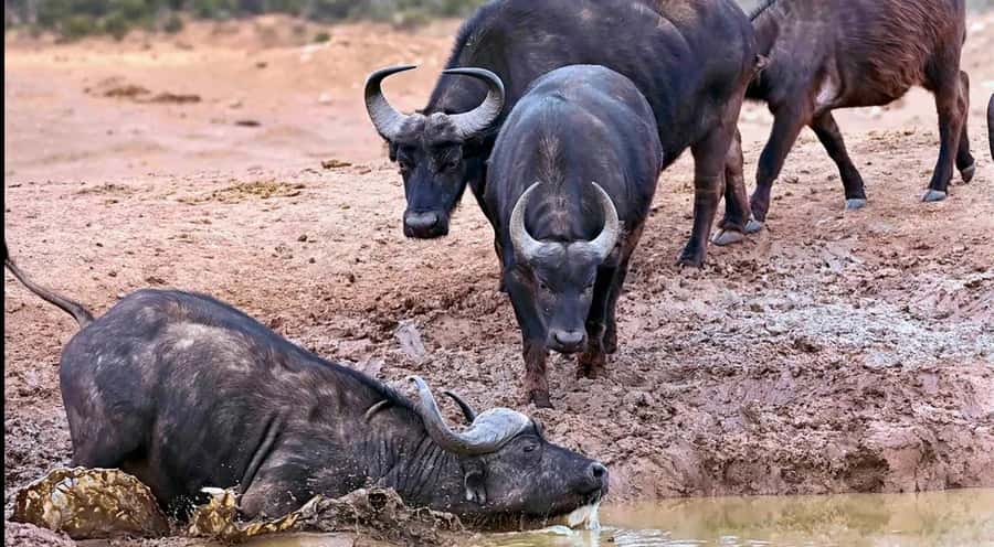 Port Elizabeth : Full-Day Addo Elephant Park Wildlife Tour - Booking flexibility and the practical details