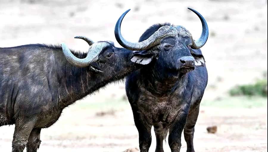 Port Elizabeth : Full-Day Addo Elephant Park Wildlife Tour - Why Addo’s elephants are the main event