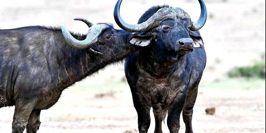 Port Elizabeth : Full-Day Addo Elephant Park Wildlife Tour - How the guide adds value