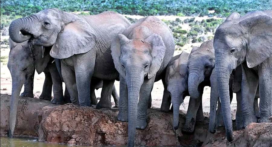 Port Elizabeth : Full-Day Addo Elephant Park Wildlife Tour - The midday lunch stop inside the park