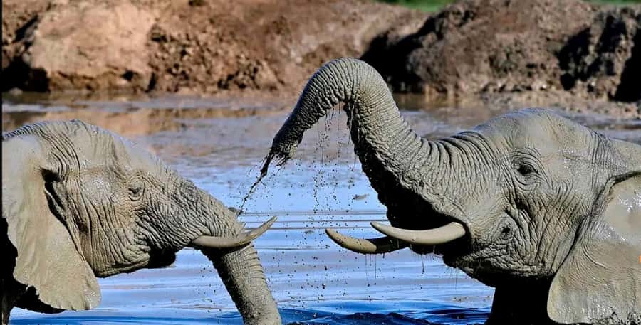 Port Elizabeth : Full-Day Addo Elephant Park Wildlife Tour - Afternoon wildlife viewing in another part of Addo