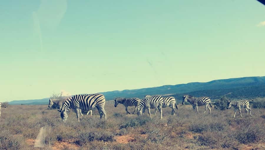 Port Elizabeth : Full-Day Addo Elephant Park Wildlife Tour - What the price includes at $156