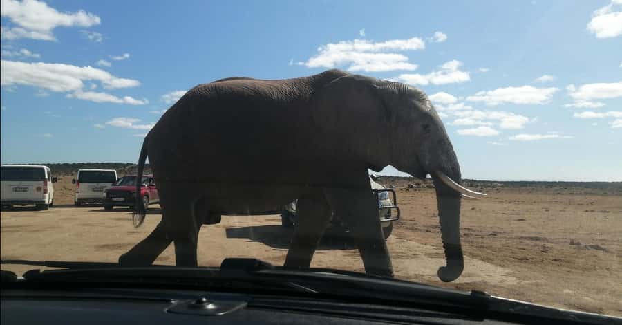 Port Elizabeth : Full-Day Addo Elephant Park Wildlife Tour - Leaving Port Elizabeth in an air-conditioned vehicle