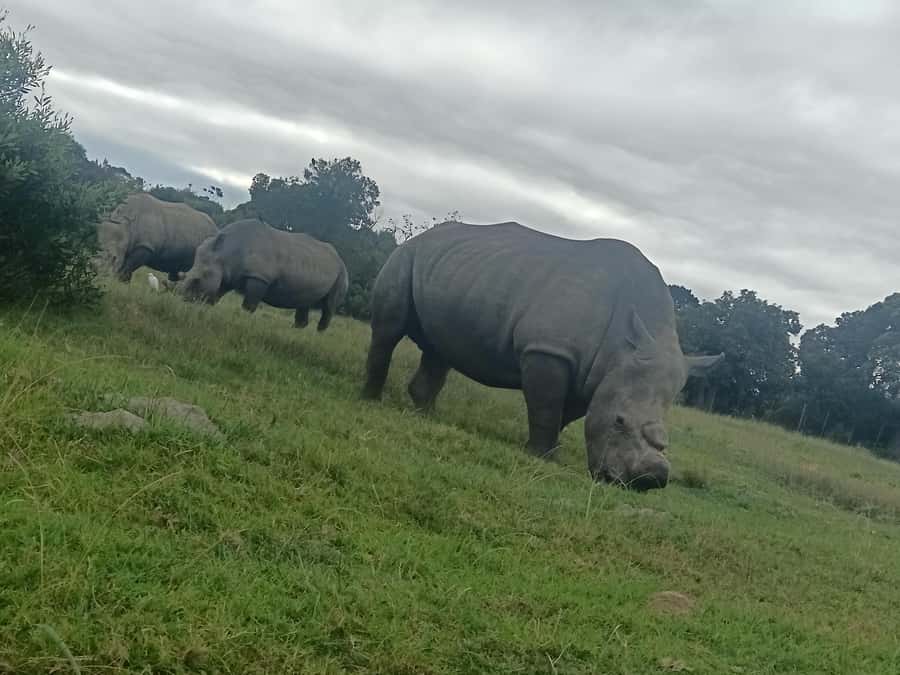 Port Elizabeth: Kragga Kamma Game Park Guided Tour - A short safari from Port Elizabeth