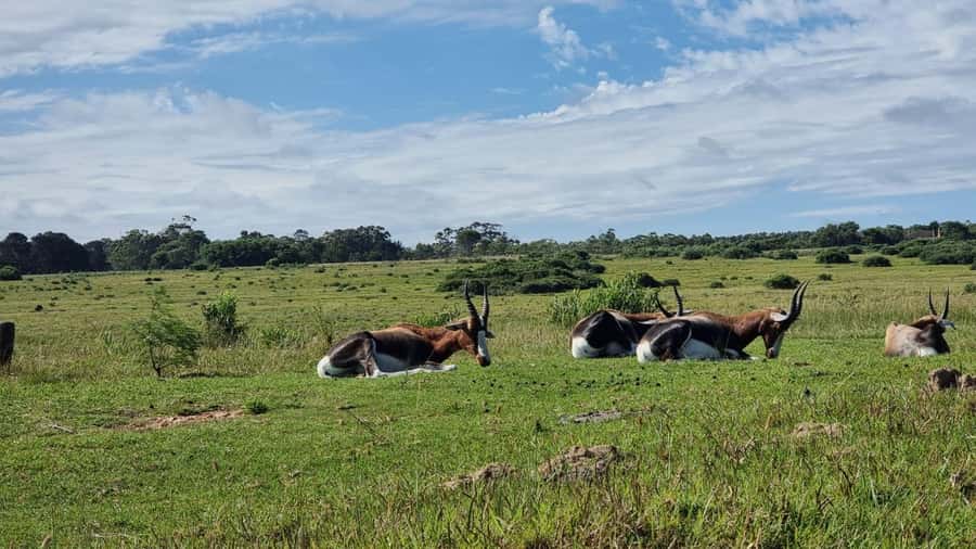 Port Elizabeth: Kragga Kamma Game Park Guided Tour - Kragga Kamma’s meaning and setting