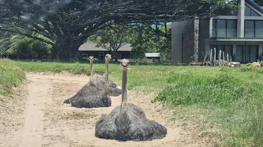 Port Elizabeth: Kragga Kamma Game Park Guided Tour - Looking for the three advertised Big Five animals