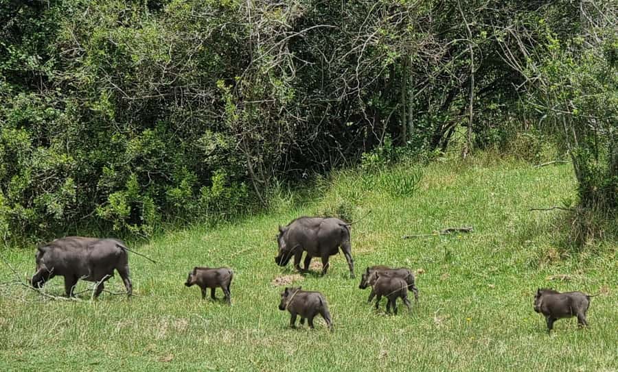 Port Elizabeth: Kragga Kamma Game Park Guided Tour - Why the three-hour drive works for some visitors