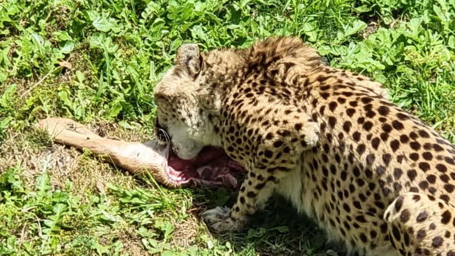 Port Elizabeth: Kragga Kamma Game Park Guided Tour - Lunch and the curio shop after the drive