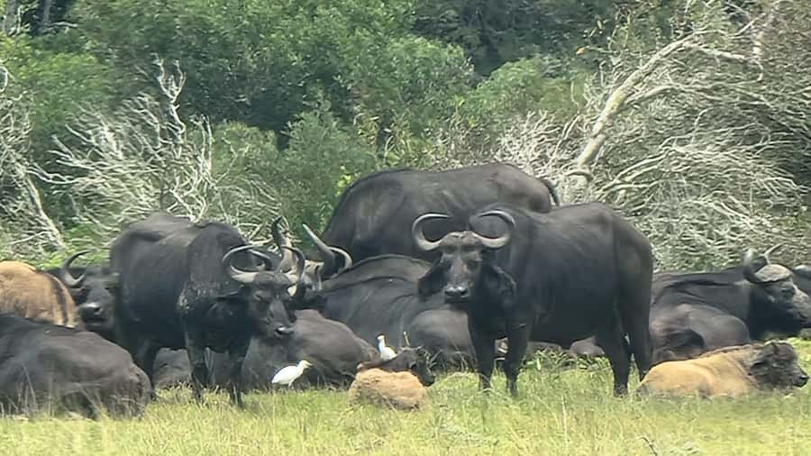 Port Elizabeth: Kragga Kamma Game Park Guided Tour - Is $80 a fair price?