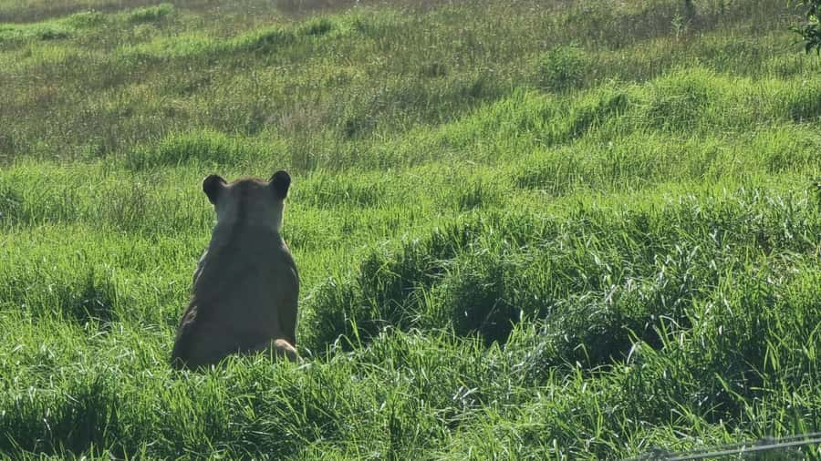 Port Elizabeth: Kragga Kamma Game Park Guided Tour - Who should book this experience?