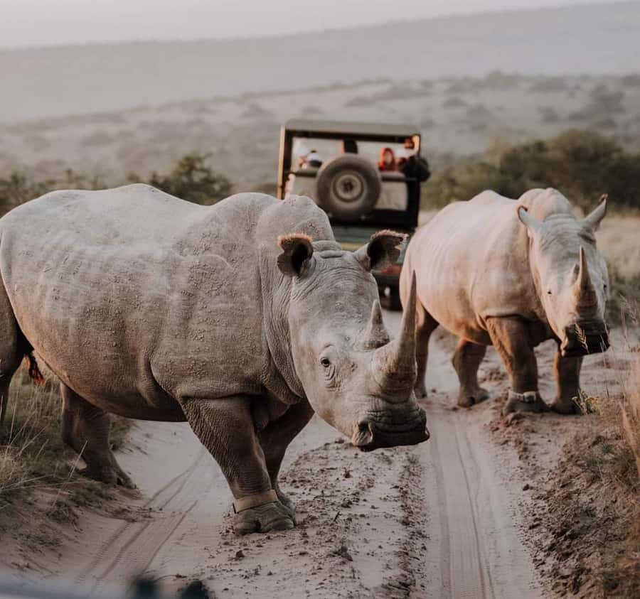 Port Elizabeth:Kragga Kamma Private game reserve safari - Key points to know before booking