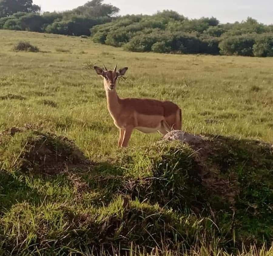 Port Elizabeth:Kragga Kamma Private game reserve safari - Riding in the van and taking photographs