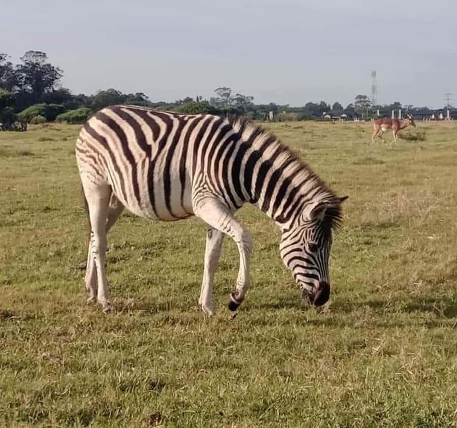 Port Elizabeth:Kragga Kamma Private game reserve safari - What the guide adds to the outing