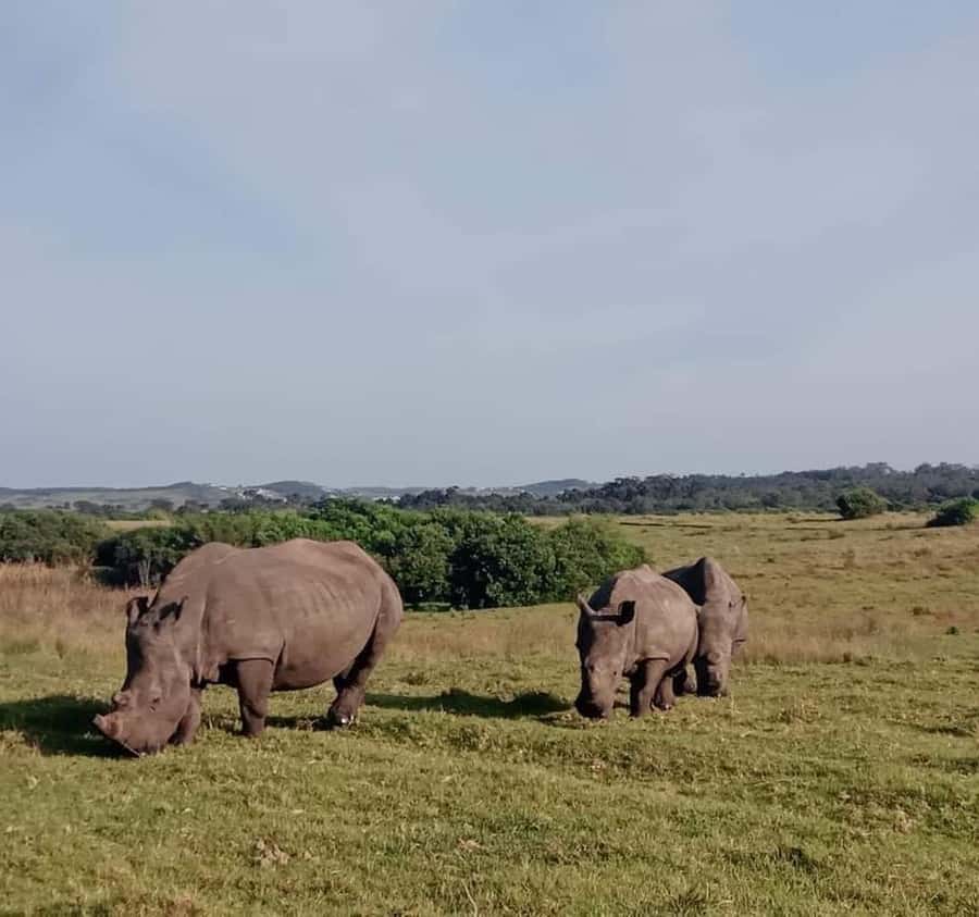 Port Elizabeth:Kragga Kamma Private game reserve safari - How the $77 price measures up
