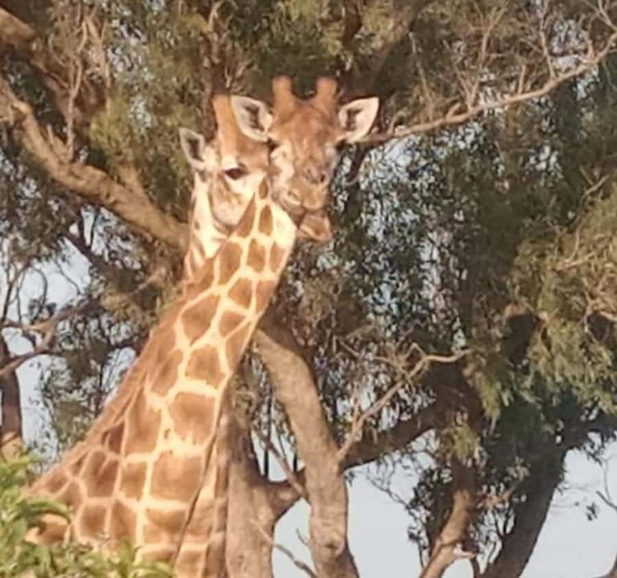 Port Elizabeth:Kragga Kamma Private game reserve safari - Who will enjoy this most