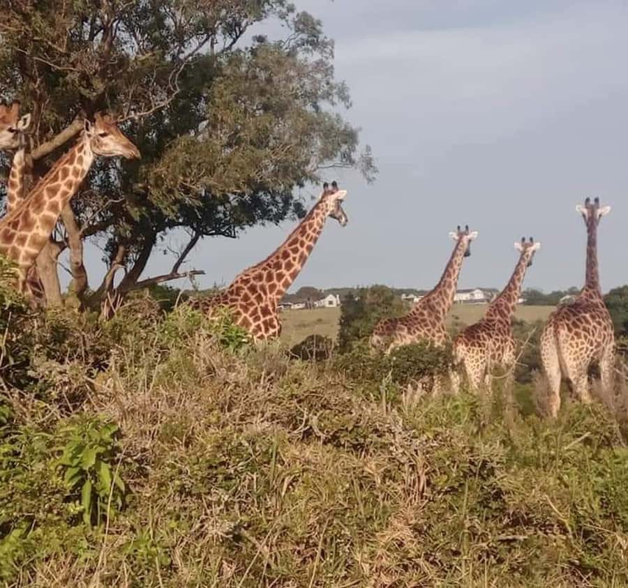 Port Elizabeth:Kragga Kamma Private game reserve safari - Practical preparation for the three-hour outing