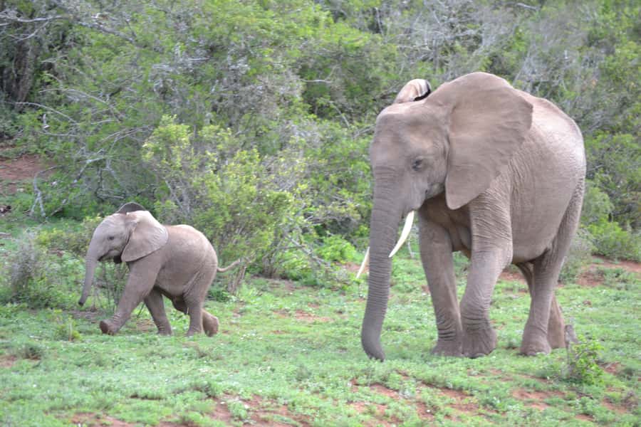 Port Elizabeth: Schotia Game Reserve Safari with Port Pickup - The animals you may see