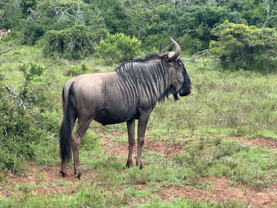 Port Elizabeth: Schotia Game Reserve Safari with Port Pickup - Timing, clothing, and family considerations