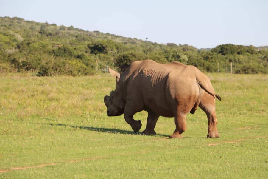 Port Elizabeth: Schotia Private Game Reserve Safari - Key points to know before booking