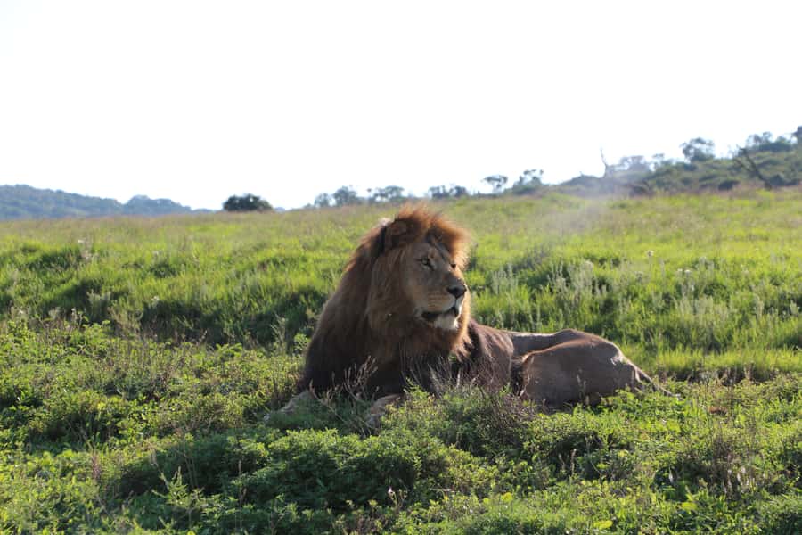 Port Elizabeth: Schotia Private Game Reserve Safari - Two hours of wildlife viewing, then another two
