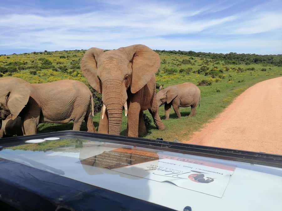 Port Elizabeth: Schotia Private Game Reserve Safari - What the Addo area adds to the story