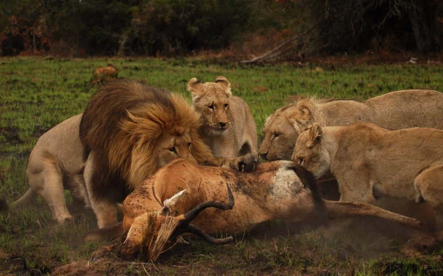 Port Elizabeth: Schotia Safaris Game Reserve Safari - From Port Elizabeth to Schotia Private Game Reserve