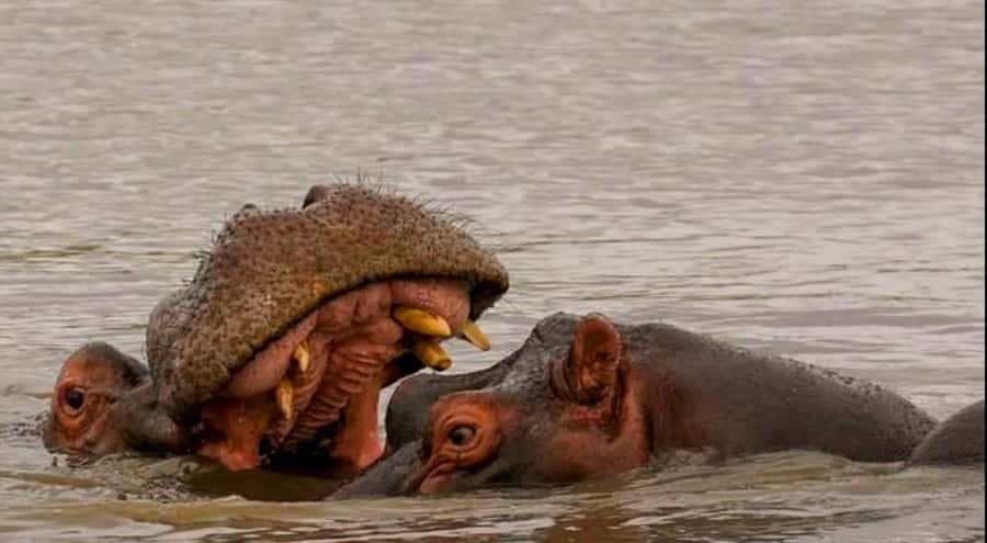 Port Elizabeth: Schotia Safaris Game Reserve Safari - Searching for elephant, rhino, buffalo, lion, and leopard