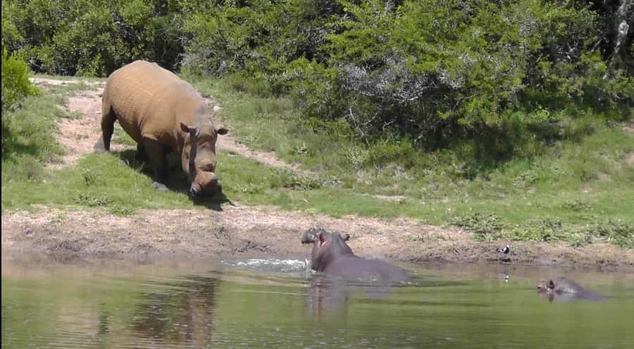 Port Elizabeth: Schotia Safaris Game Reserve Safari - What else you might see between the major sightings
