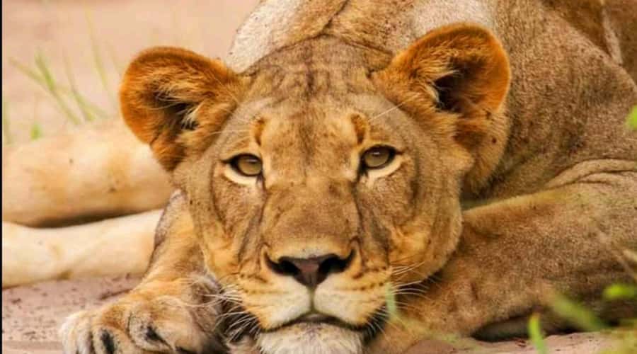 Port Elizabeth: Schotia Safaris Game Reserve Safari - Snacks, water, and the five-hour rhythm