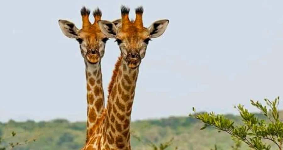 Port Elizabeth: Schotia Safaris Game Reserve Safari - Is $207 a fair price?