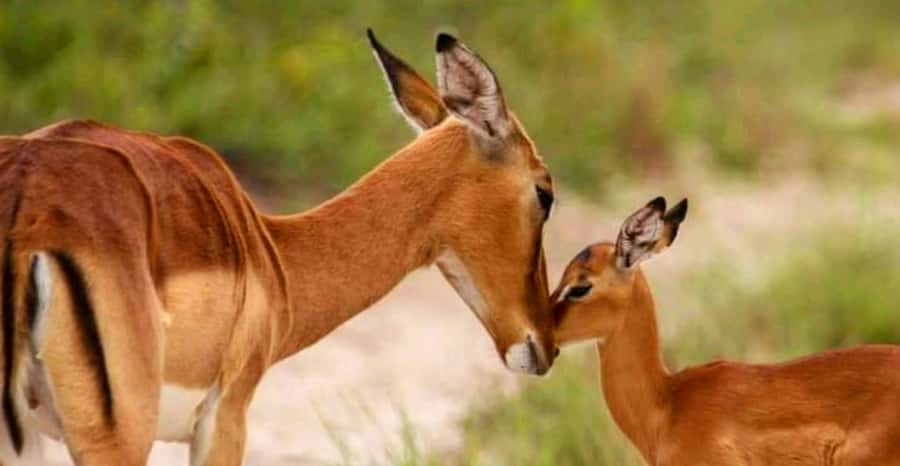 Port Elizabeth: Schotia Safaris Game Reserve Safari - Choosing between the morning and afternoon