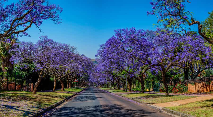 Pretoria: Pretoria City and Lion Park Tour - Key points to know before booking