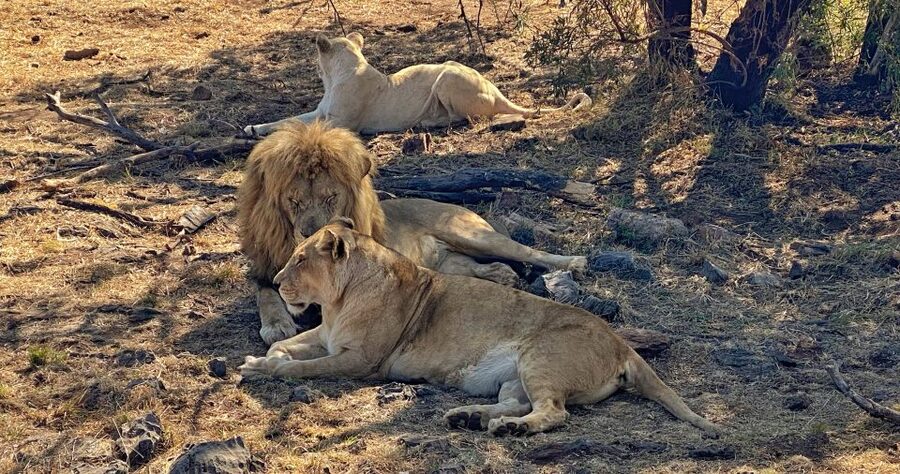 Pretoria: Pretoria City and Lion Park Tour - Should you book the Pretoria and Lion Park tour?