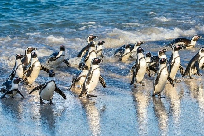 Private 2-Day Cape Town Highlights: Robben Island,Table Mountain Tickets & Wine - Boulders Beach and Simon’s Town