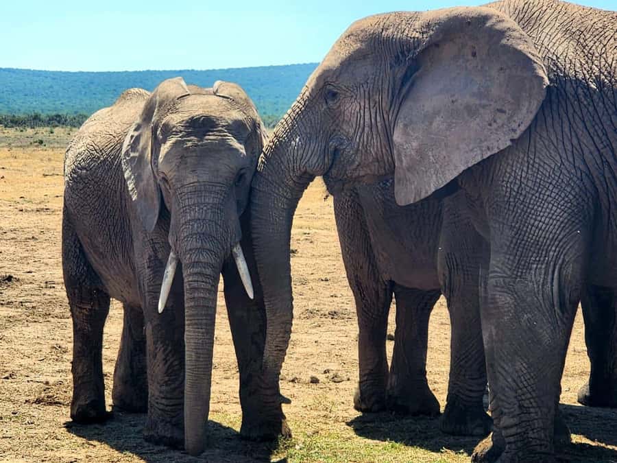 Private Addo Elephant National Park Half Day Tour - Starting with pickup from four Eastern Cape bases