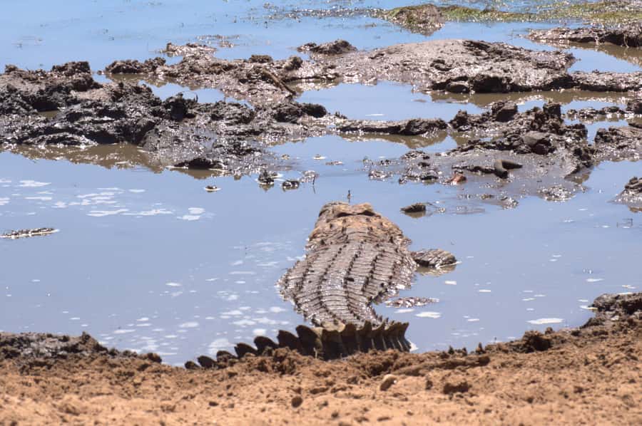Private Addo & Schotia Full Day Tour - Pickup in the Eastern Cape