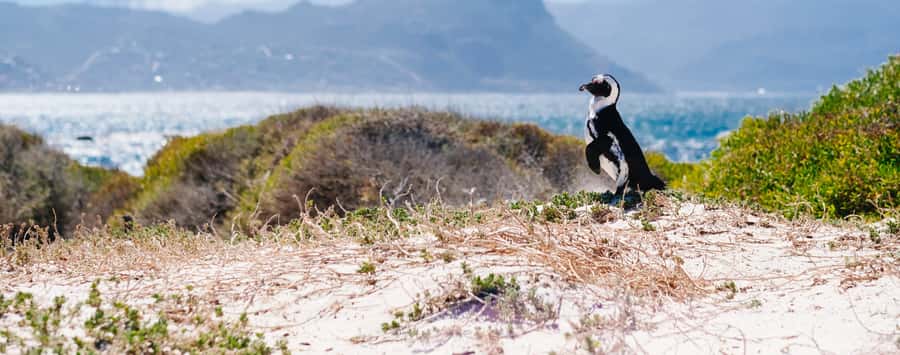 Private Cape Peninsula Half-Day Tour with Penguins - From Cape Town to Clifton and the Twelve Apostles